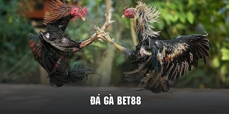 Giới thiệu về đá gà BET88